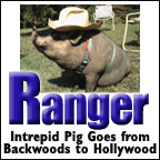 Ranger the Pig